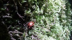 Chrysomela mainensis