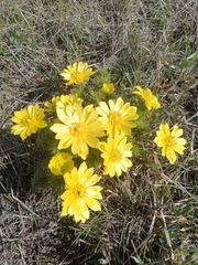 Adonis vernalis