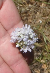 Gilia capitata abrotanifolia