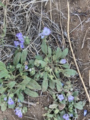 Phacelia curvipes