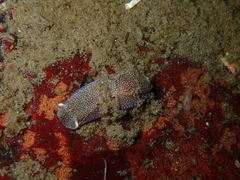 Aglaja ocelligera