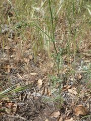 Gilia capitata abrotanifolia