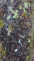 Prumnopitys taxifolia