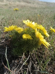 Adonis vernalis