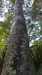 Prumnopitys taxifolia