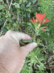 Castilleja martini