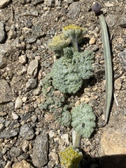 Oreonana vestita