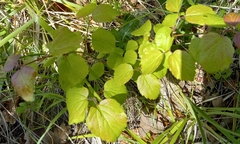 Viburnum ellipticum