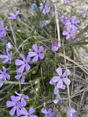 Phlox caespitosa