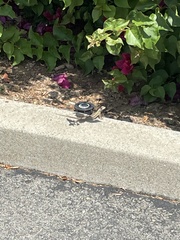 Sceloporus occidentalis