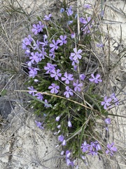 Phlox caespitosa