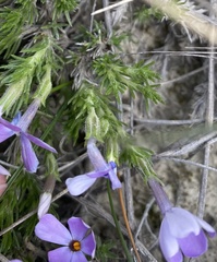 Phlox caespitosa