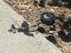 Sceloporus occidentalis