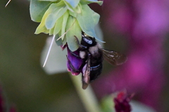 Xylocopa tabaniformis orpifex