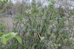 Heraclides ornythion