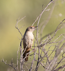 Poodytes carteri