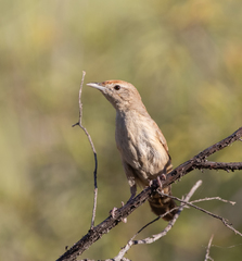 Poodytes carteri