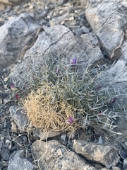 Astragalus panamintensis