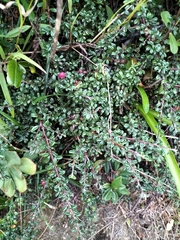 Cotoneaster microphyllus