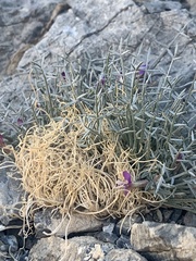 Astragalus panamintensis