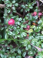 Cotoneaster microphyllus