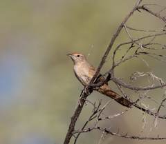 Poodytes carteri