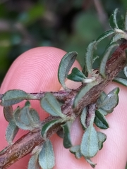 Cotoneaster microphyllus