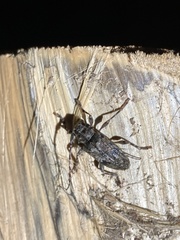 Aegomorphus modestus