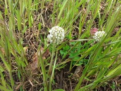 Lepidium heterophyllum