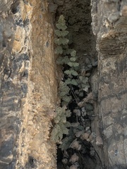 Myriopteris parryi