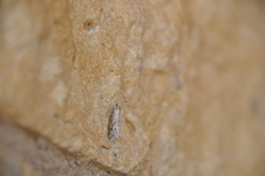 Evergestis vinctalis