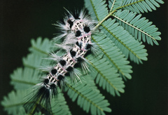 Phiala
