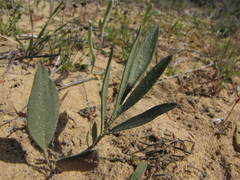 Pelargonium pilosellifolium