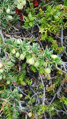 Berberis empetrifolia