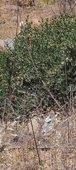 Simmondsia chinensis