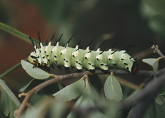 Lophostethus dumolinii