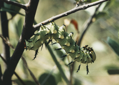 Lophostethus dumolinii