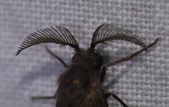 Cryptothelea nigrita