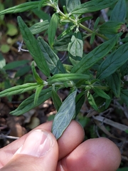 Monardella hypoleuca intermedia