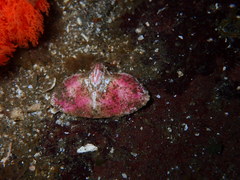 Cryptolithodes typicus