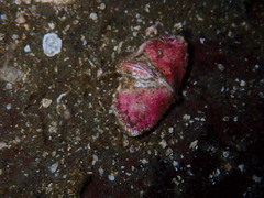 Cryptolithodes typicus