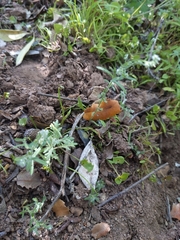 Cryptantha microstachys