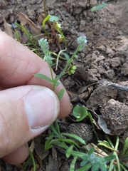 Cryptantha microstachys