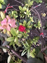Rhododendron