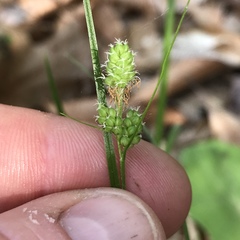 Carex hirsutella