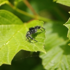 Carrhotus xanthogramma
