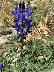 Lupinus pilosus