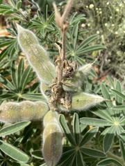 Lupinus pilosus
