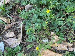 Potentilla tobolensis