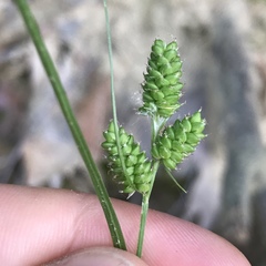 Carex hirsutella